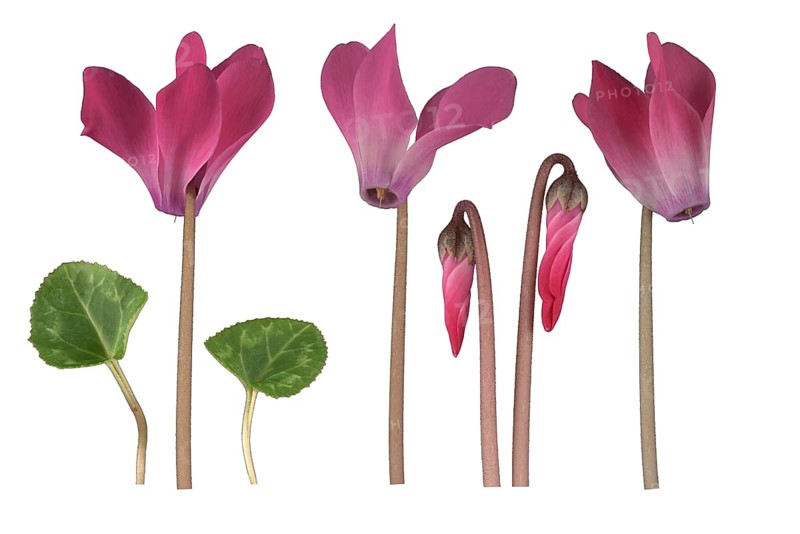 Persian cyclamen (Cyclamen persicum Hybrid)