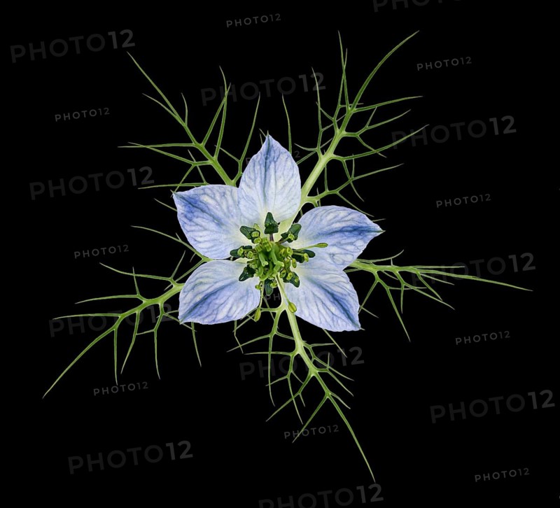 Love in a mist (Nigella damascena)