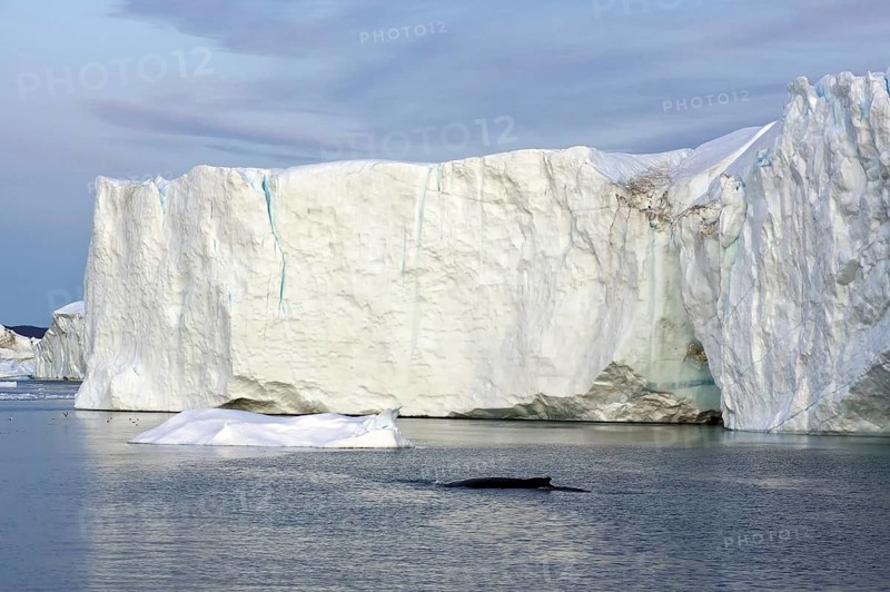 Humpback whale in front of icebergs