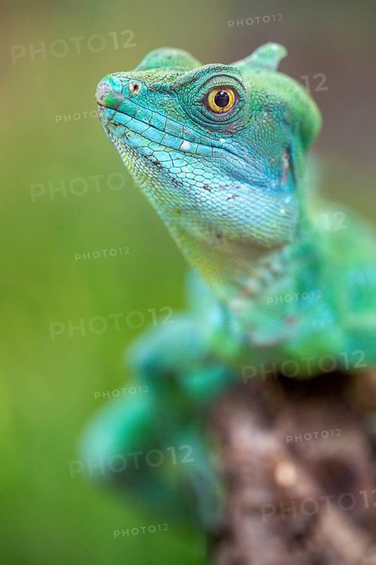 Plumed basilisk (Basiliscus plumifrons)