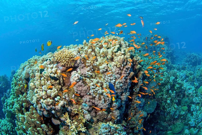 Coral block in coral reef with stony corals (Scleractinia) and giant anthelia (Anthelia glauca)