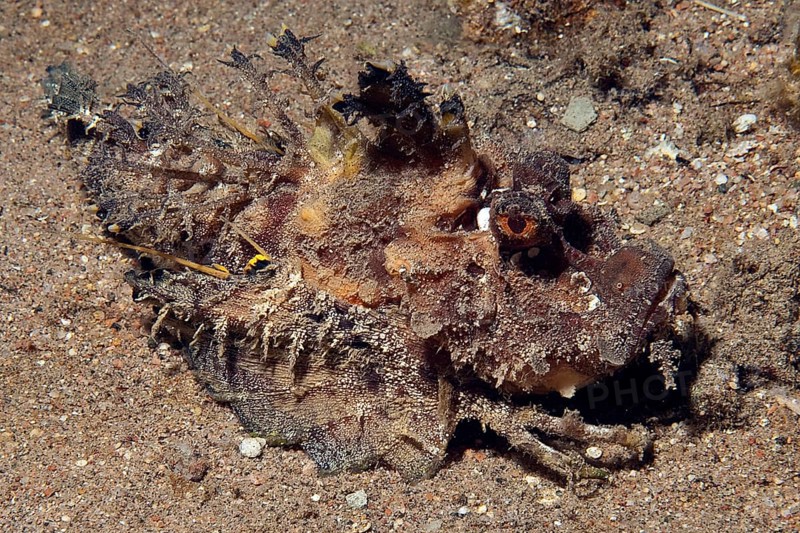 Filament Finned Stinger (Inimicus filamentosus) lurks rusty brown camouflaged in the sand for prey