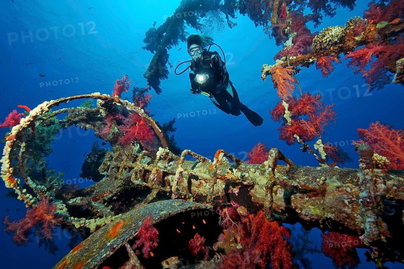 Diver looking at red soft corals (Dendronephthya) on shipwreck Cedar Pride