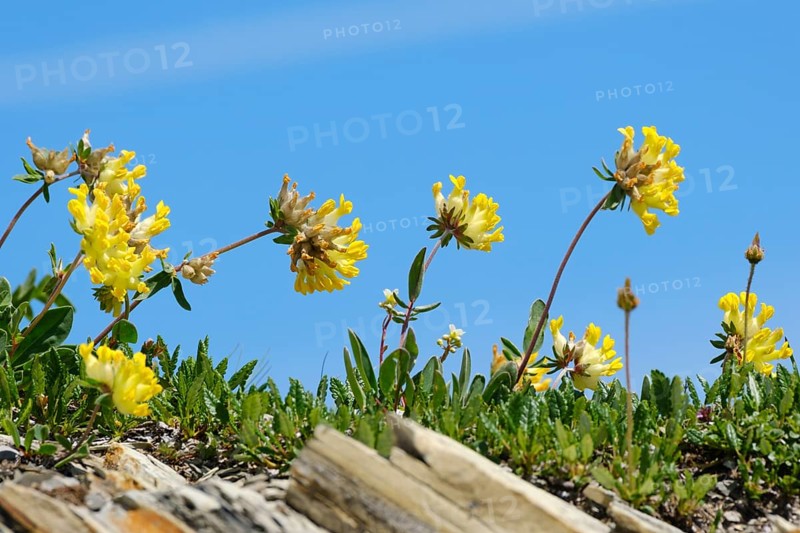 Alpine woundwort (Anthyllis vulnevaria subsp. alpestris)