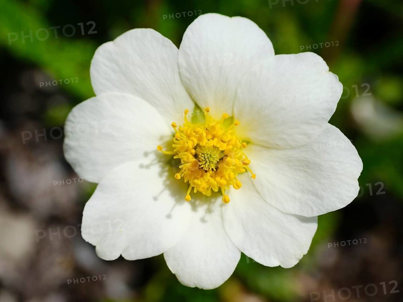 Flower of the White dryad (Dryas octopetala)