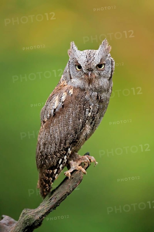 European scops owl (Otus scops)