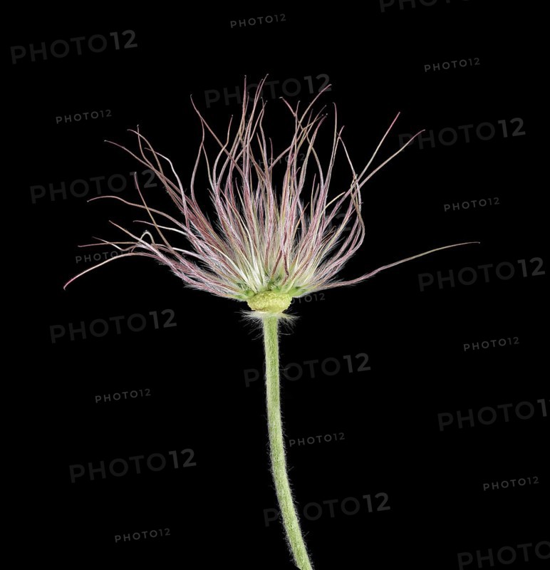 Pasque flower (Pulsatilla vulgaris)
