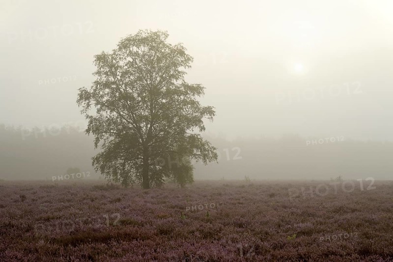 Heathland