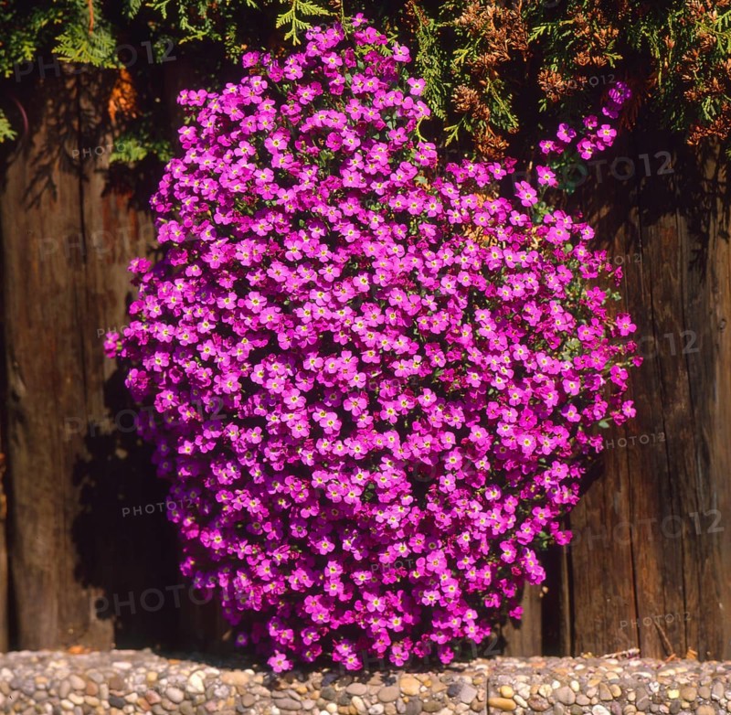 Blue Cushion (Aubrieta detoides rosa)