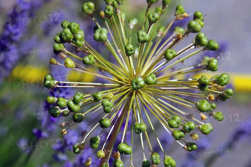 Ornamental leek withers