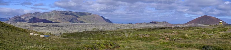 Sheep and the lava field Berserkjarhraun