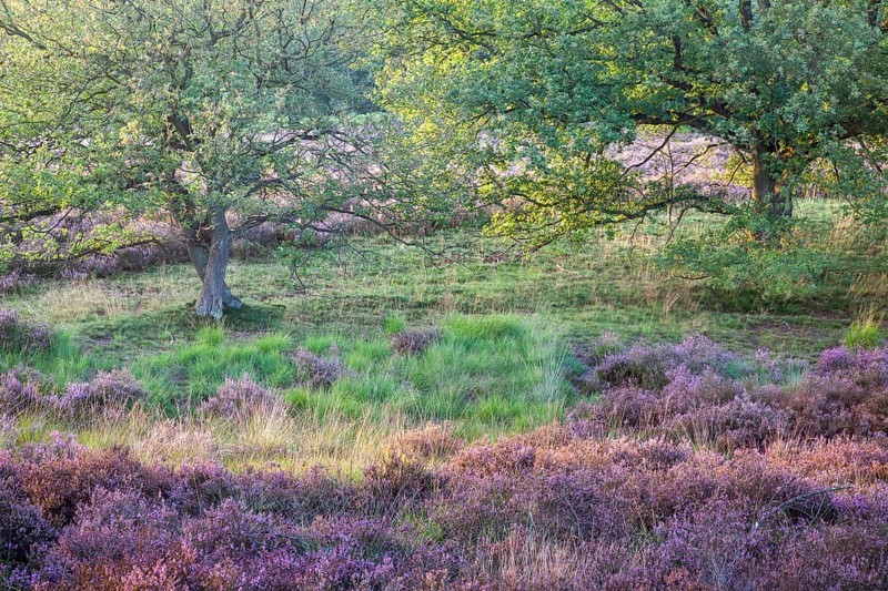 Heathland in the last evening light