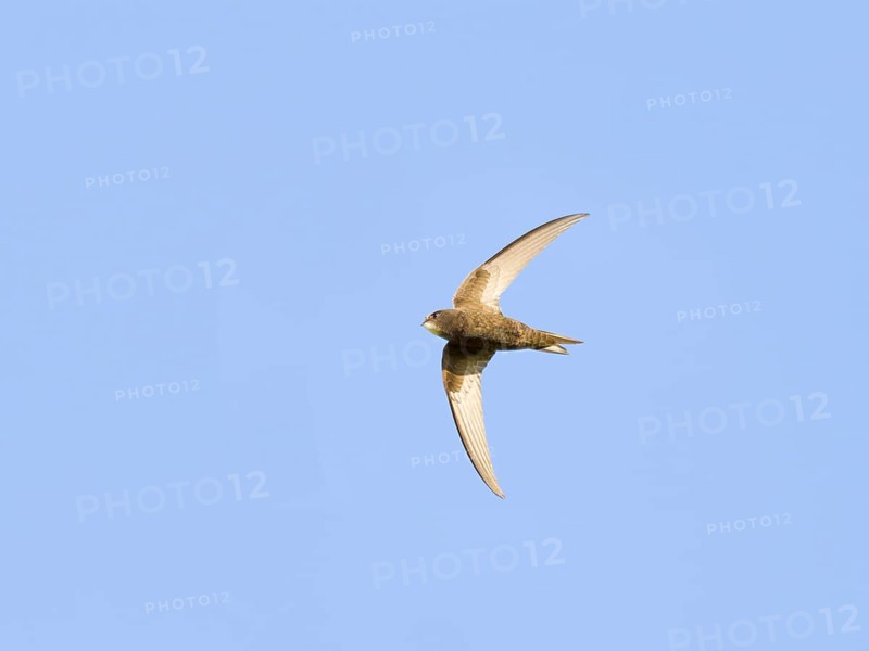 Common Swift (Apus apus)