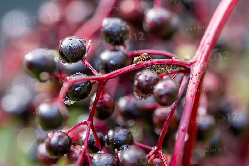 Ants and aphids on elderberries