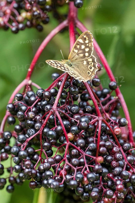 Speckled wood (Pararge aegeria) on elderberry