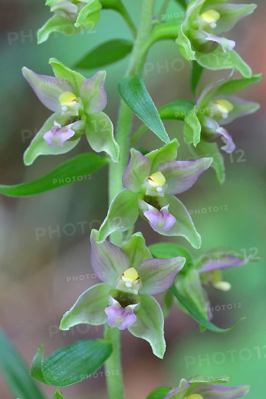 Broad-leaved marsh orchid (Epipactis helleborine) Flowers of an orchid