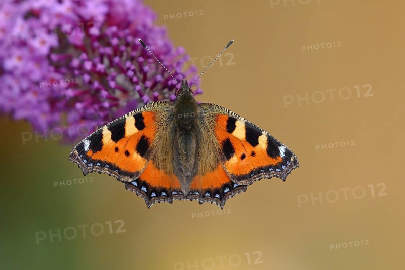 Small tortoiseshell (Aglais urticae)