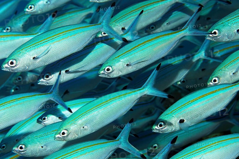 Shoal of gold-band fusilier (Pterocaesio chrysozona)