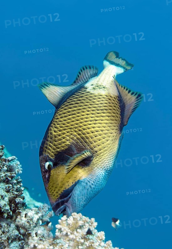 Titan triggerfish (Balistoides viridescens) feeding on stone coral