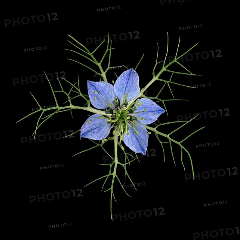 Love in a mist (Nigella damascena)