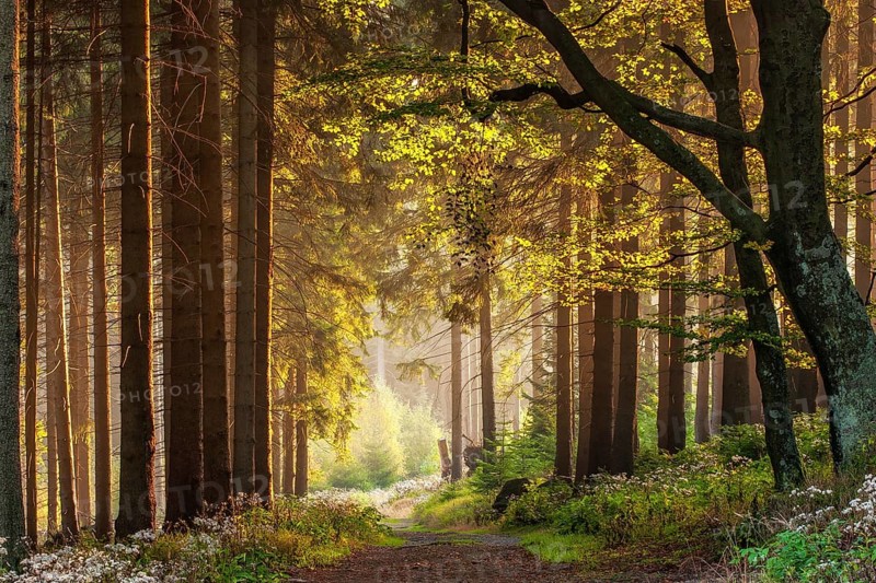 Hiking trail through forest in the light of the evening sun
