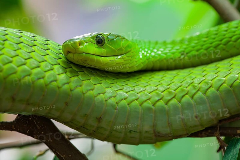 Eastern green mamba (Dendroaspis angustieceps)