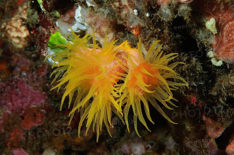 Orange Cup Coral (Tubastraea coccinea)