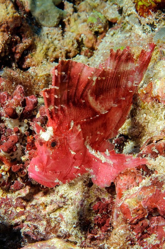 Leaf fish (Taeninotus triacanthus)