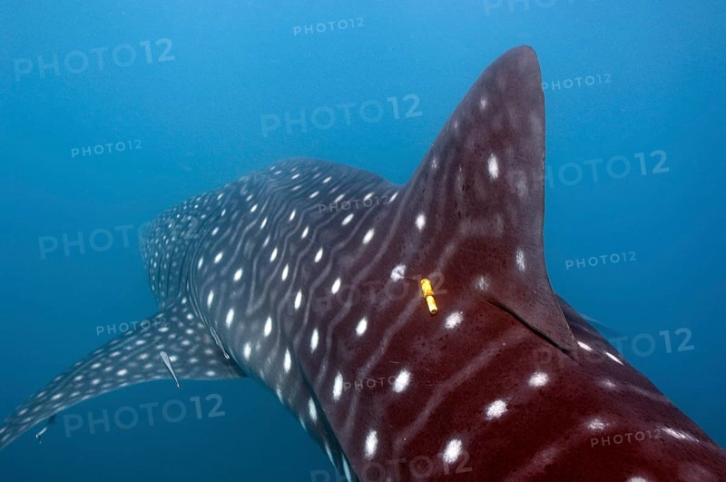 Whale shark (Rhincodon typus) tagged by marine biologist with transmitter on back