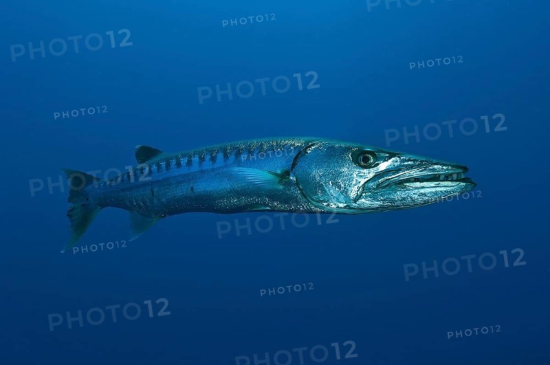 Great barracuda (Sphyraena barracuda)
