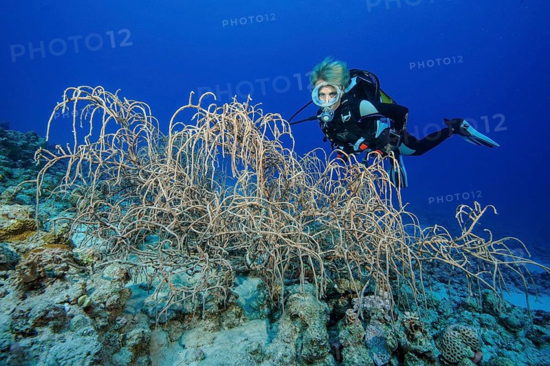 Diver looking at leather corals (Sinularia)