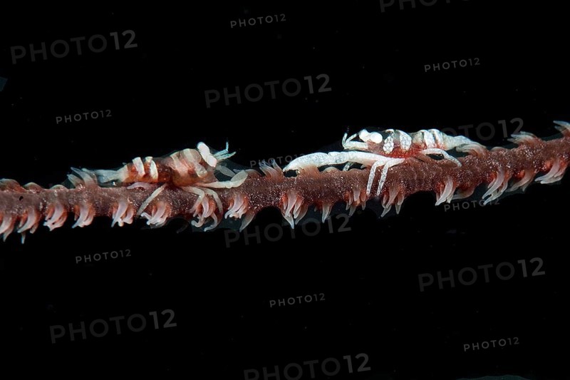 Coral Shrimp (Pontonides ankeri) on Wire Coral (Cirrhipathes anguina)