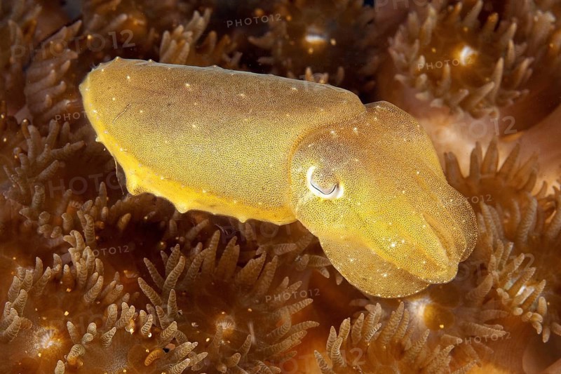 Blunt-thorned Sepia (Sepia bandensis)
