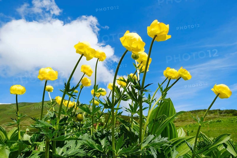 Blooming Globeflowers (Trollius europaeus)