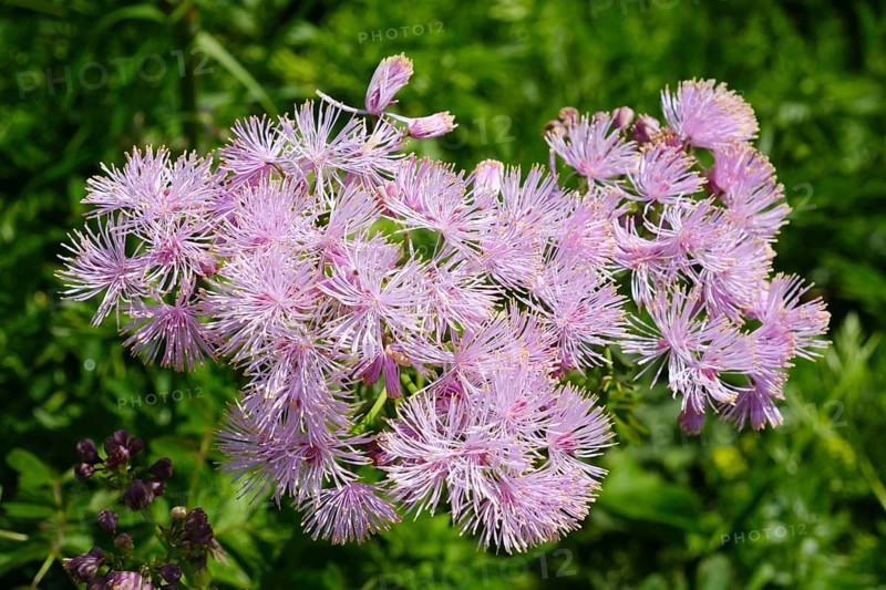 Greater meadow rue (Thalictrum aquilegiifolium)