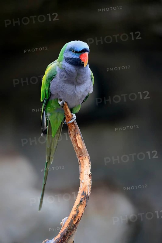 Lord Derby's parakeet (Psittacula derbiana)