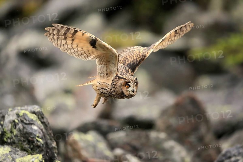 Long-eared owl (Asio otus)