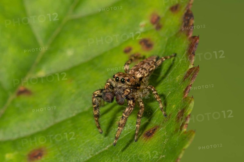Fencepost jumper (Marpissa muscosa) Male portrait