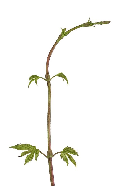 Common hop (Humulus lupulus)