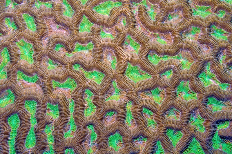 Detail close-up of polyps of Lesser Valley Coral (Favia)