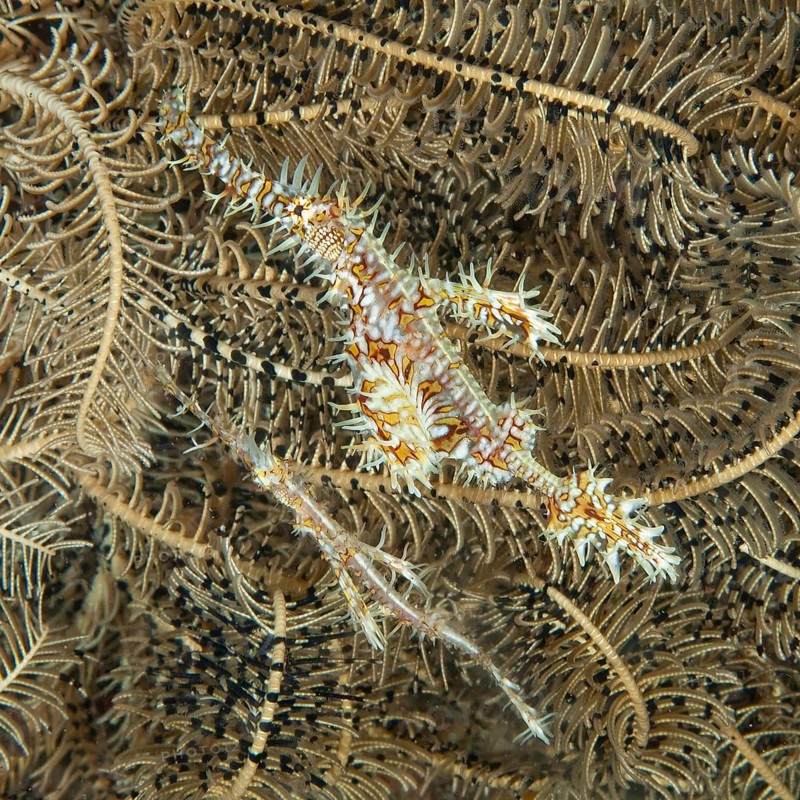 Pair of jewelled ghost pipefish