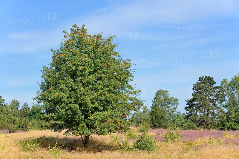 Heathland