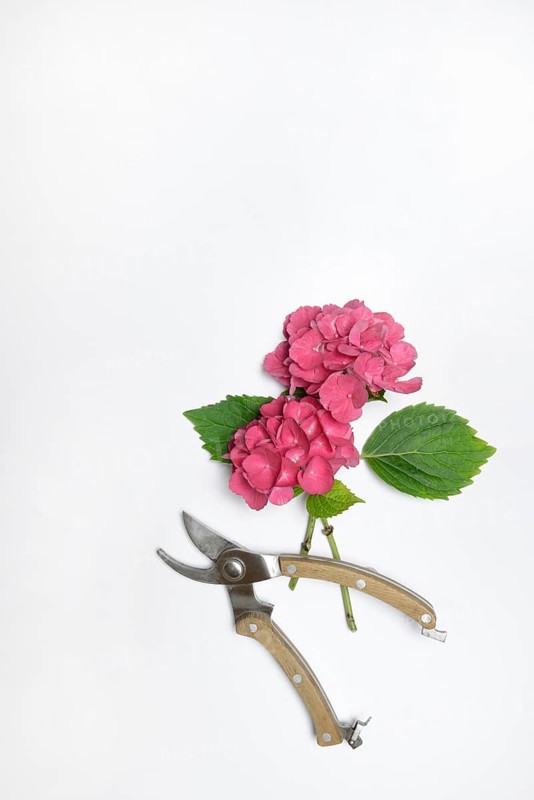 Garden hydrangea