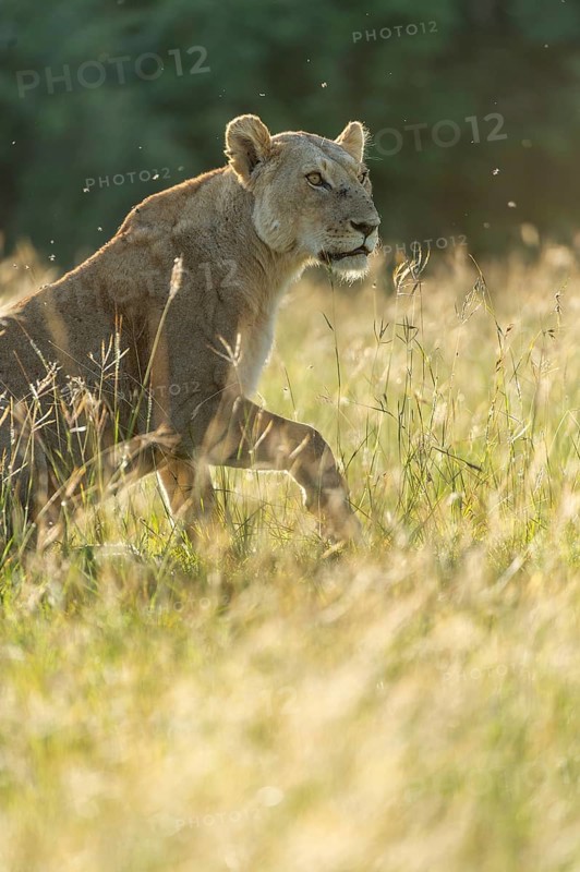 Lion (Panthera leo)