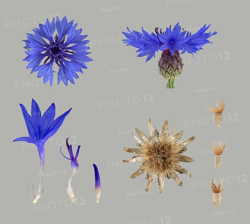 Cornflower (Centaurea cyanus)