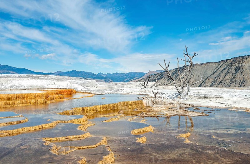 Dead trees on sinter terraces