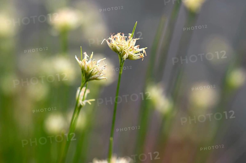 White beak sedge (Rhynchospora alba)