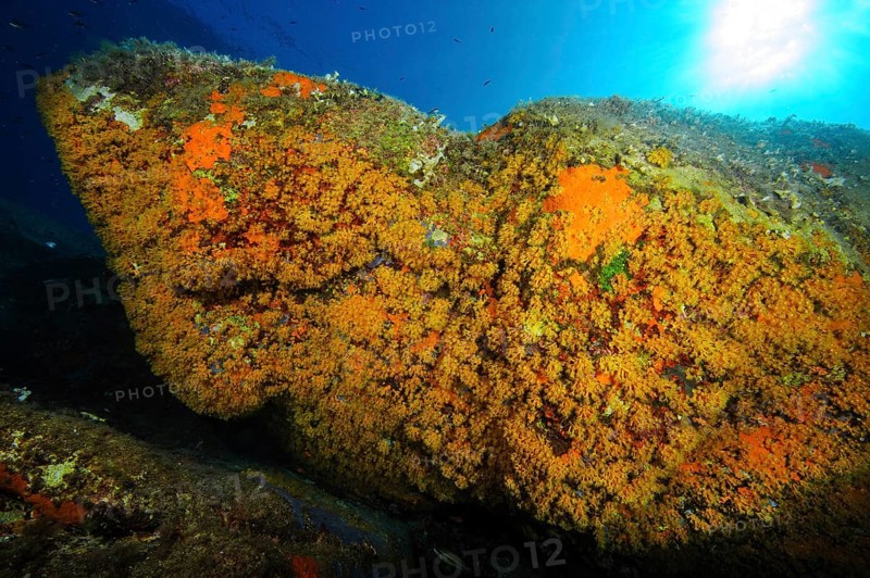 Rock overhang with colony of yellow crustose anemones (Parazoanthus axinellae)