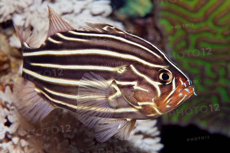 Six-lined soapfish (Grammistes sexlineatus)