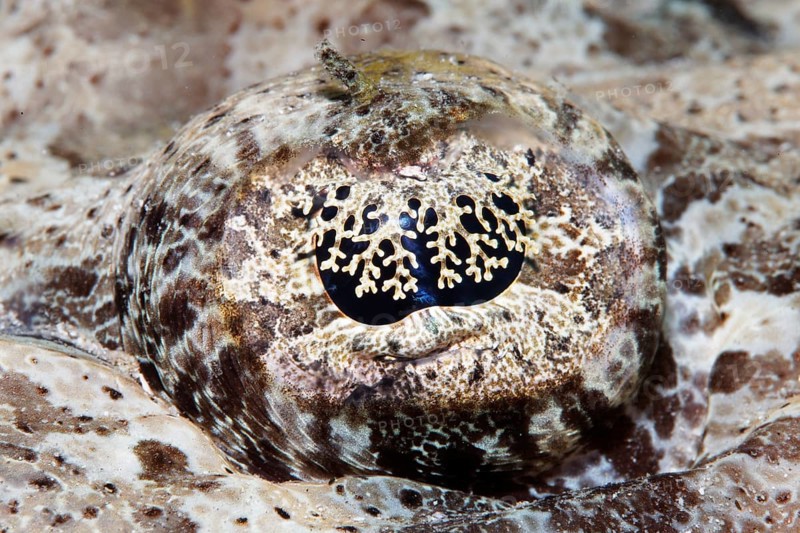 Eye